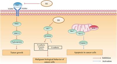 Sinapis Semen: A review on phytochemistry, pharmacology, toxicity, analytical methods and pharmacokinetics